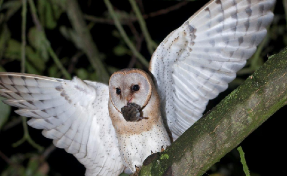 A barn owl in flight