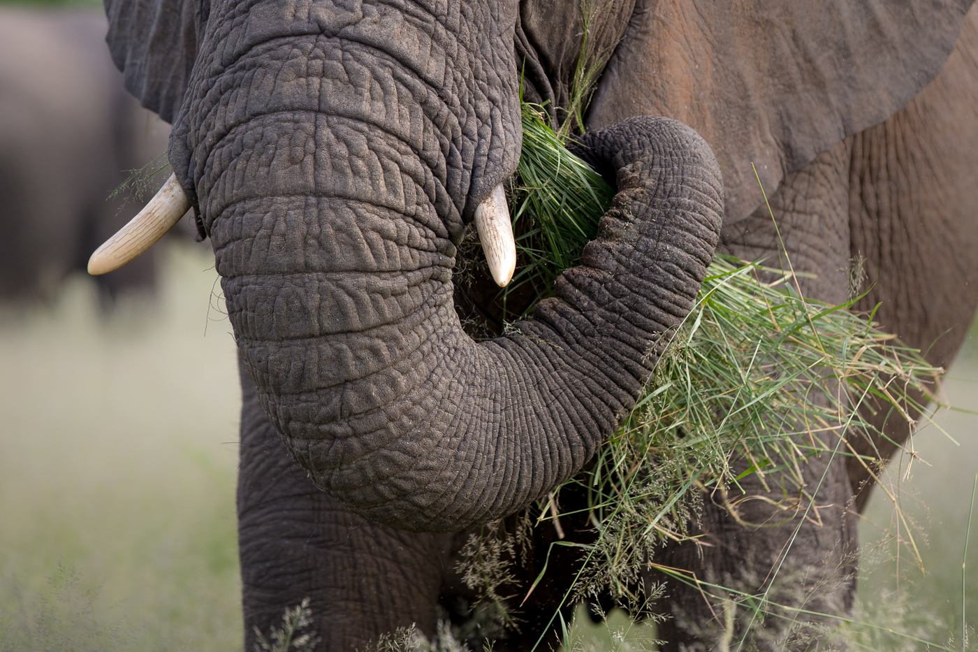 Elephant Trunk