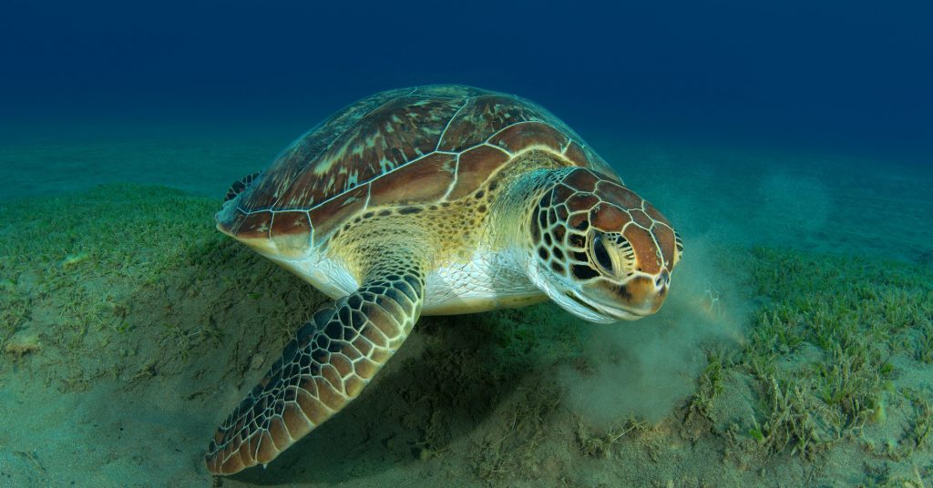 Green Sea Turtle