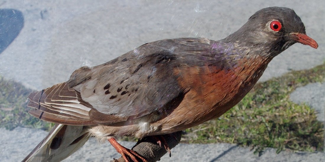 Passenger Pigeon, once a force to be reckoned with.