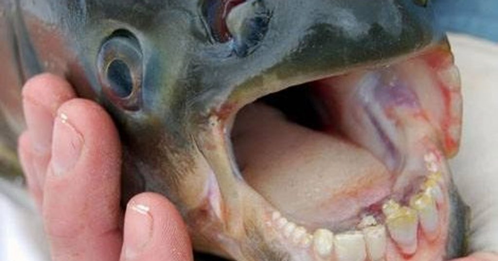 Pacu Fish