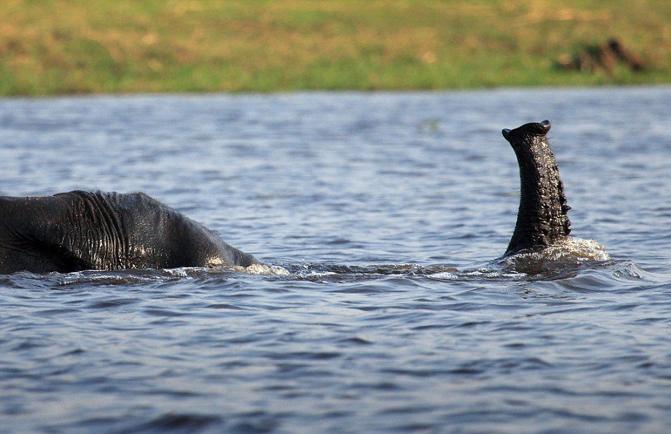 Elephant Snorkeling