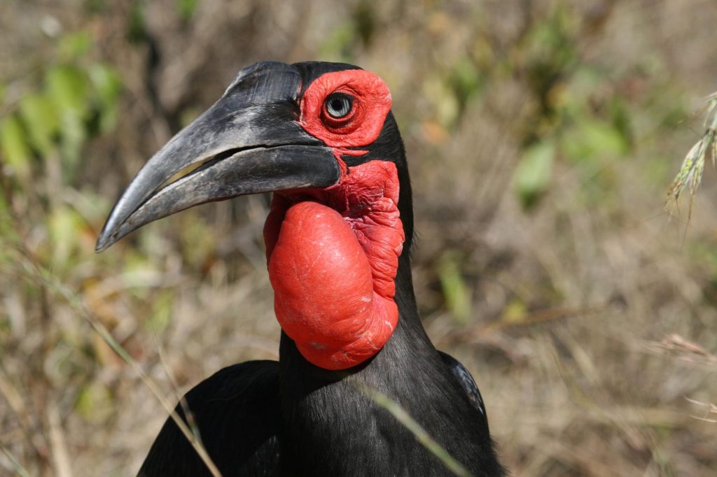 Southern Ground-hornbill