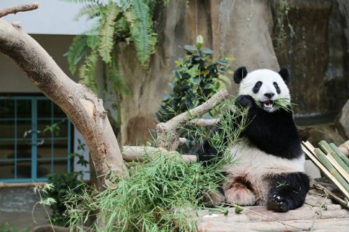 A panda spotted at Zoo Negara